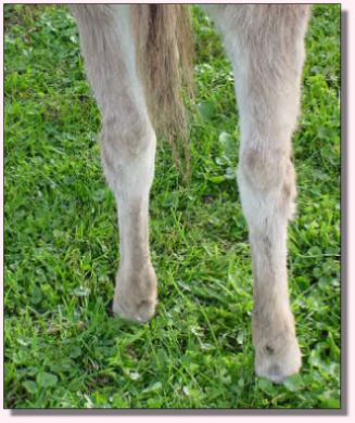 My World Cameo, dark red miniature donkey jennet for sale