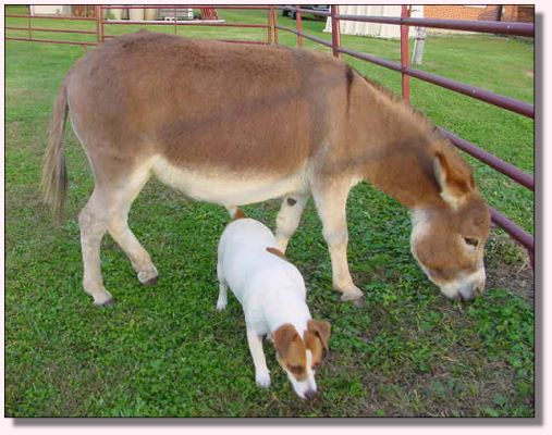 My World Mandy, dark red miniature donkey jennet for sale