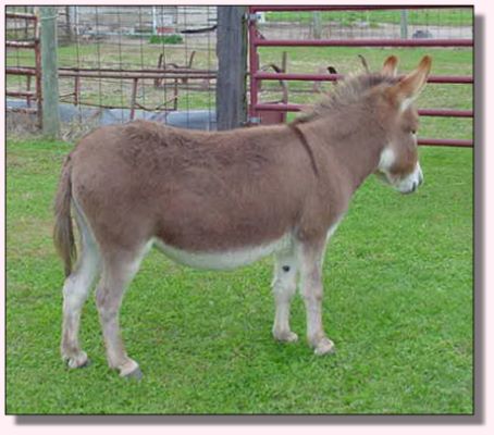 My World Cally, dark red miniature donkey jennet for sale