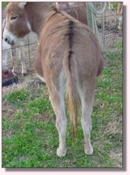 My World Cally, dark red miniature donkey jennet for sale