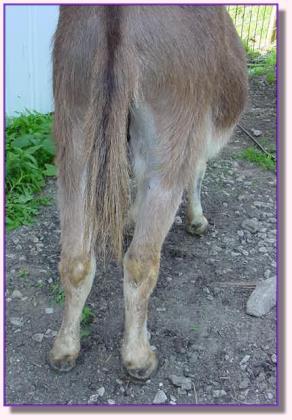 Ass-Pirin Acres Andiamo