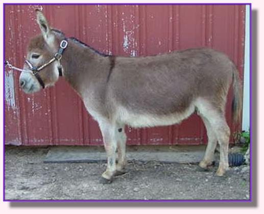 Ass-Pirin Acres Andiamo