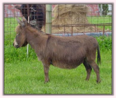 My World Miss Attitude