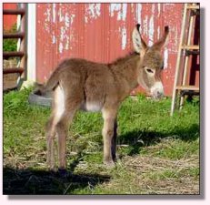 Alexandrea/Chochese Jack Foa