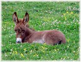 Miniature Donkey My World Amber (11,238  bytes)