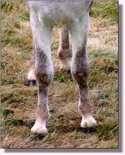 Ass-Pirin Acres Andiamo