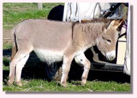 Miniature Donkey My World Apache (13,555  bytes)