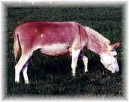 Miniature Donkeys My World April Storm (7243 bytes)