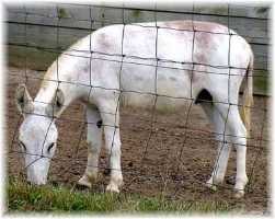 Arizona (9118 bytes)