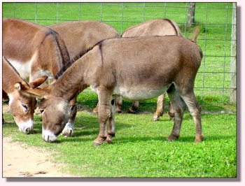 The Bachelor Group at My World Farm