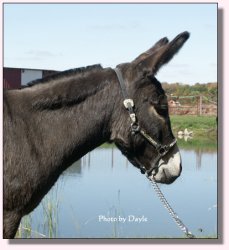 My World Black Cherry