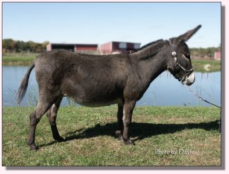 My World Black Cherry