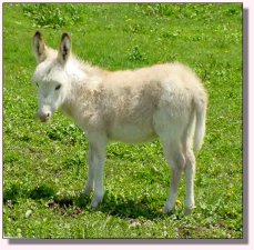 My World Mr. Bo Jangles