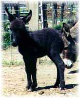 Miniature Donkey My World Breeze (6195  bytes)