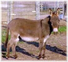 My World Brem, miniature jack for sale (11,021 bytes)