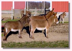 Cimmaron, Paulie, & Brem (13,338 bytes)