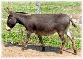 Cassidy (10,114 bytes)