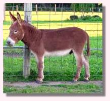 Miniature Donkey My World Cherokee Red (10,919 bytes)