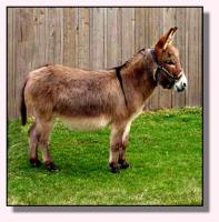 My World Cimmaron (9883 bytes)