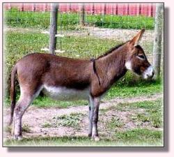 My World Cinnamon Jack