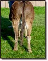 Miniature Donkey Herd Sire, Chocese (8631 bytes)