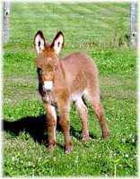 Miniature Donkey My World Dakota Red (6916 bytes)