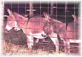 Miniature Donkey My World Danielle & My World Mia (10,348  bytes)