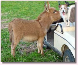 My World Dee Dee & Jr