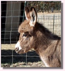 Little Dipper at Wannabe Ranch