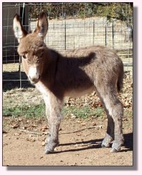 Little Dipper at Wannabe Ranch