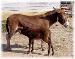 My World Rheba & dam, Dream (8485 bytes)