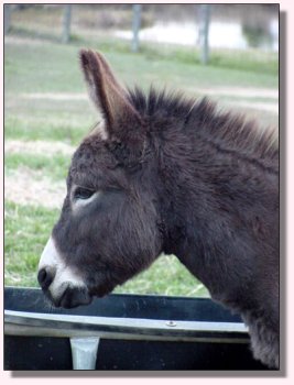 Click photo of miniature donkey for sale to enlarge image