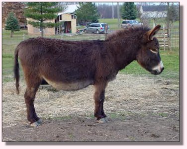 Click photo of miniature donkey for sale to enlarge image