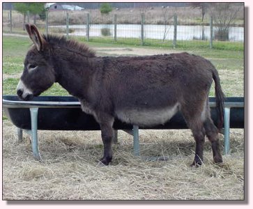 Click photo of miniature donkey for sale to enlarge image
