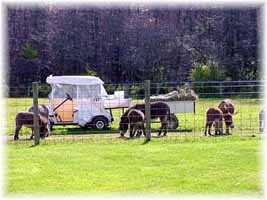 My Farm Cadillac (8967 bytes)