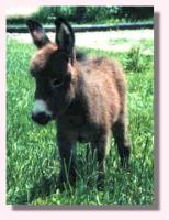 My World Friday, full brother to MW Winston (8524 bytes)