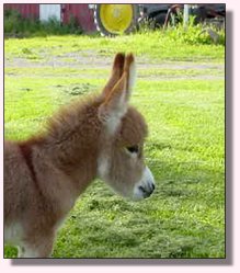 My World Georgia Peach