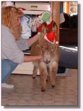 My World Go for the Gusto