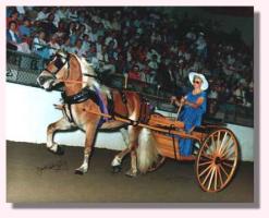 State, Registered Haflinger Stallion (11,100 bytes)