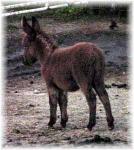 My World Harley (5863 bytes)