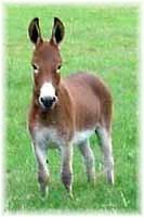 Miniature Donkey My World Red Hawk (5402 bytes)
