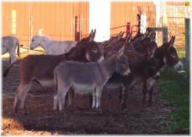 Young Jack Herd (10,986 bytes)