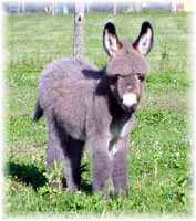 Miniature Donkey My World Jazmin (6697 bytes)