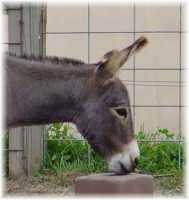 Jazmin @ 1 year (4908 bytes)