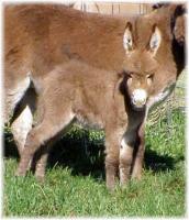 Miniature Donkey My World Kelly's Un-nammed Sorrel jennet foal (9088 bytes)