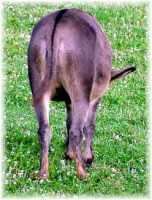 Lindy Lu's Rear (6773 bytes)