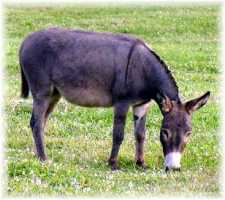 Lindy Lu (8317 bytes)