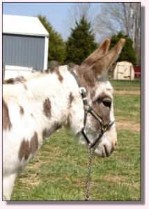 Windcrest Little Suzannah