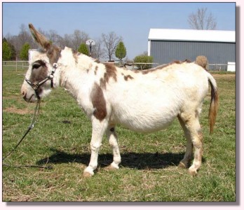 Windcrest Little Suzannah