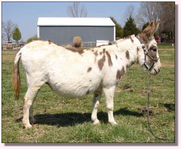 Windcrest Little Suzannah